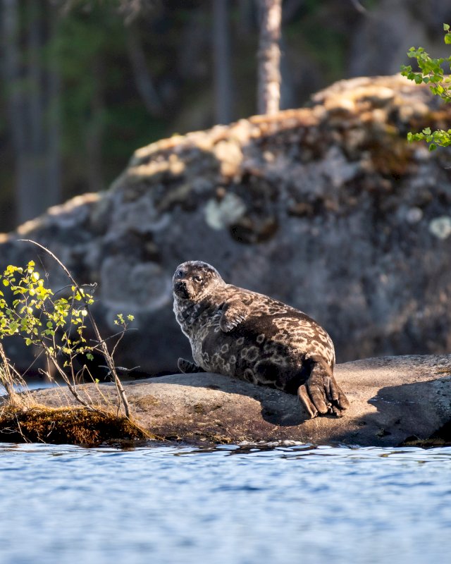 Saimaannorppa kalliolla veden keskellä